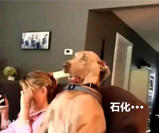 辟谣：关了灯狗就乱叫，同是犬科动物，为什么狼夜行但狗却怕黑？-10.jpg