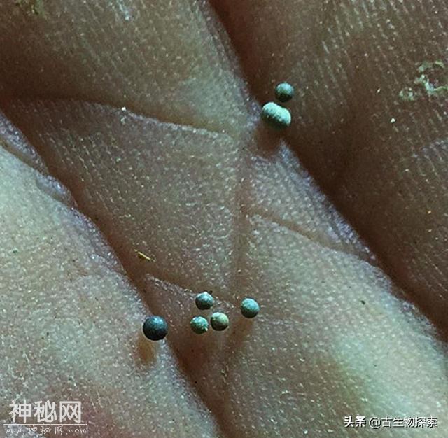 古生物学家发现白垩纪大灭绝的第一批遇难者-10.jpg