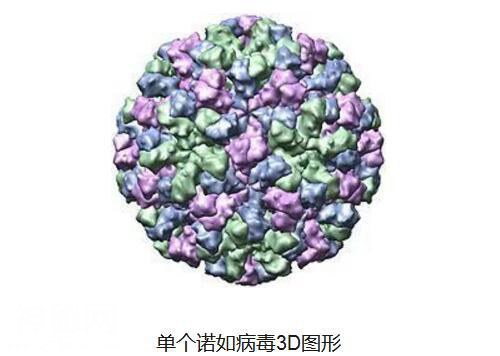 诺如病毒感染不可怕！可怕的是你不这样做……-1.jpg