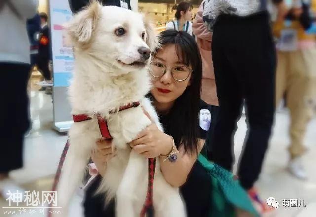 济南伴侣动物领养日活动成功举办，狗狗们找到新家啦-2.jpg