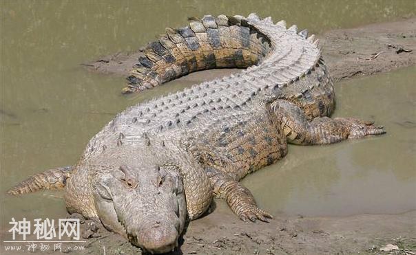 世界上25个致命的生物第四期-2.jpg