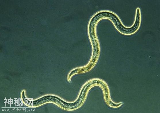 世界上25个致命的生物第四期-3.jpg