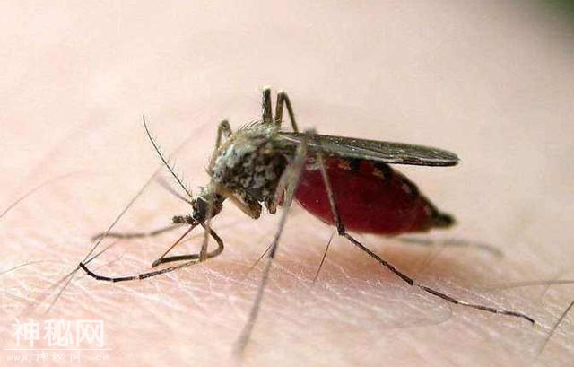世界上25个致命的生物第四期-6.jpg