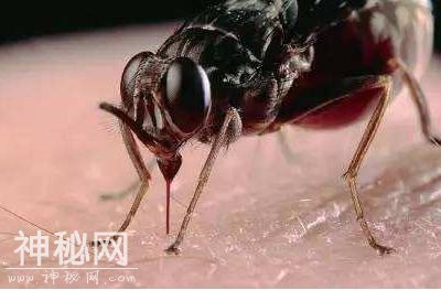 世界上25个致命的生物第四期-5.jpg
