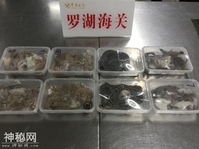 女子携160只爬行动物入境深圳被截，自称是为女儿买宠物-1.jpg