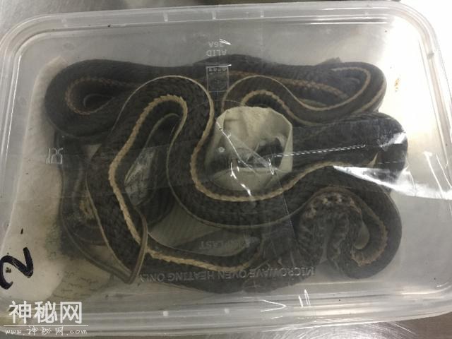 女子携160只爬行动物入境深圳被截，自称是为女儿买宠物-2.jpg