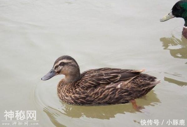 在一种动物的排泄物里, 唐朝人却找到了黄金, 这种动物今天满地跑-4.jpg
