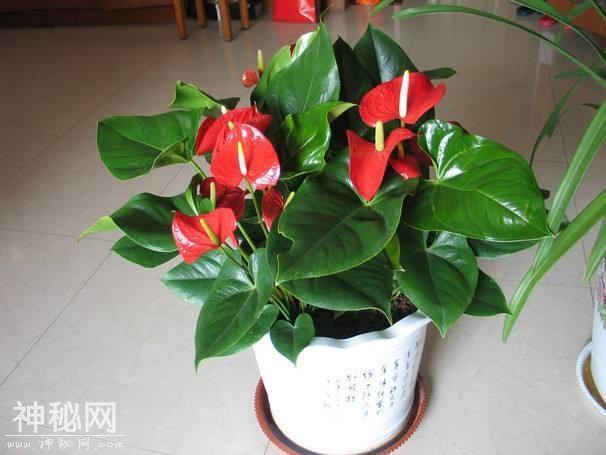 甲醛、细菌都怕的“3种花”，客厅要养上一盆-2.jpg