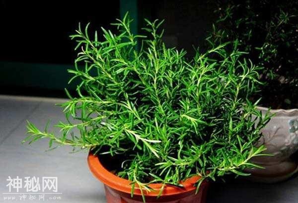 甲醛、细菌都怕的“3种花”，客厅要养上一盆-3.jpg