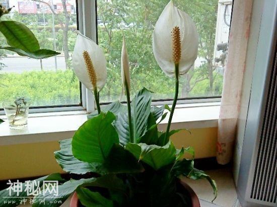 甲醛、细菌都怕的“3种花”，客厅要养上一盆-5.jpg
