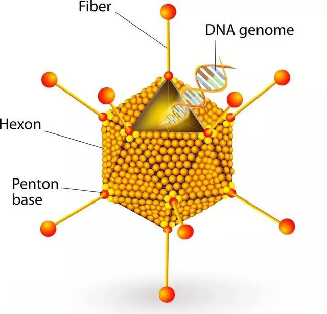 溶瘤病毒都用的哪些病毒载体？-3.jpg