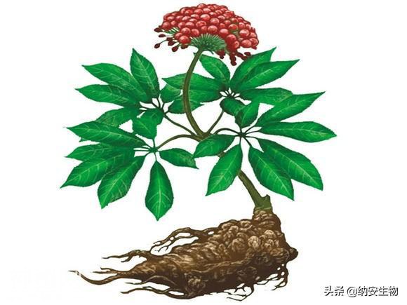 介绍几种抗衰老的天然生物提取物-3.jpg