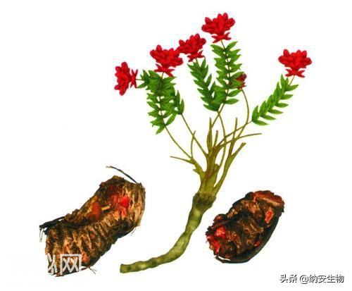 介绍几种抗衰老的天然生物提取物-1.jpg