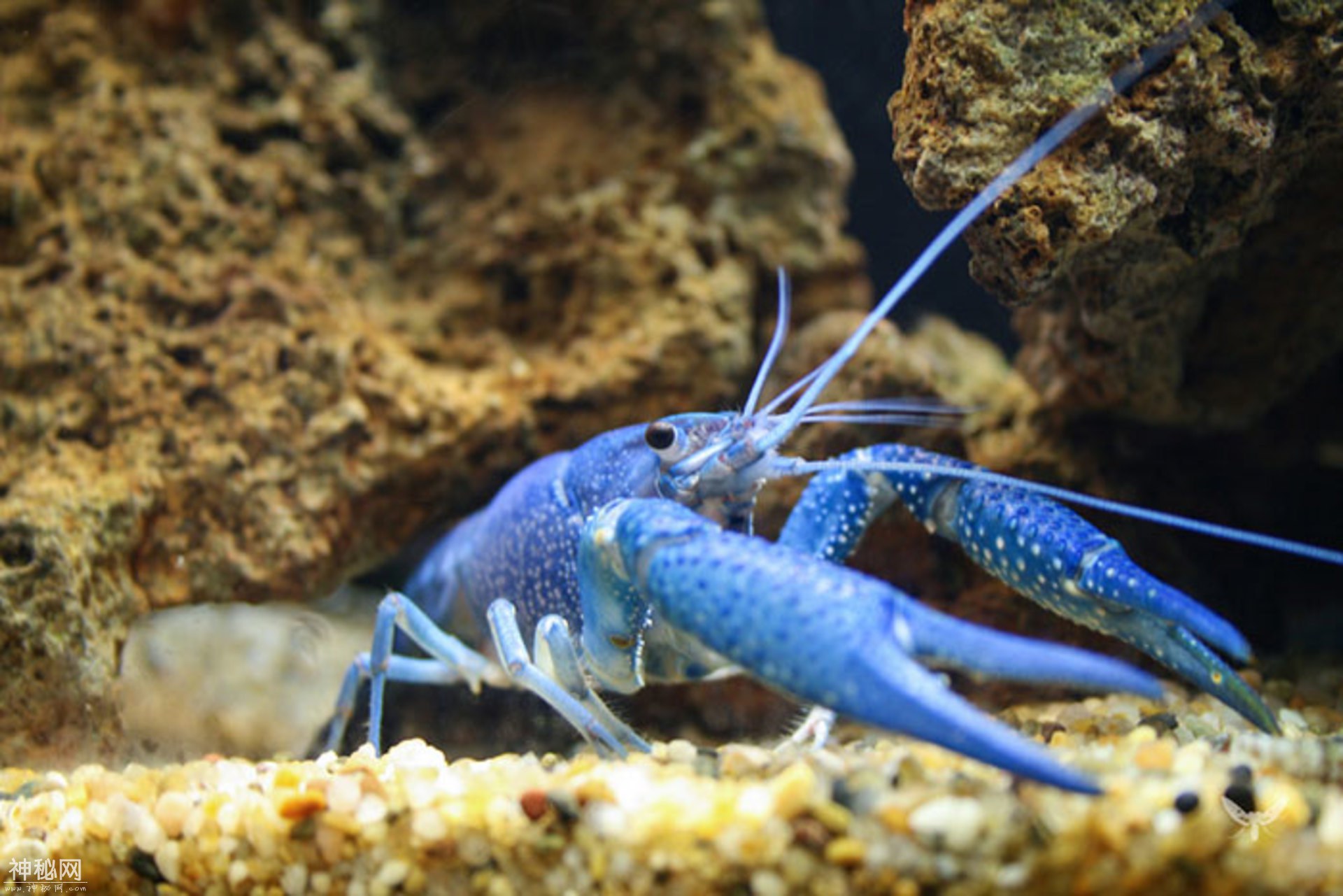 摄影 | 79种颜色出人意料的动物-15.jpg