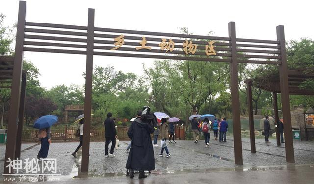 原来，华南虎和丹顶鹤也是上海“土著”？快去今天开放的上海动物园乡土动物区探个究竟-1.jpg