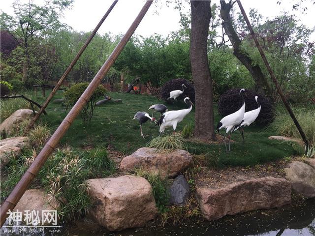 原来，华南虎和丹顶鹤也是上海“土著”？快去今天开放的上海动物园乡土动物区探个究竟-6.jpg