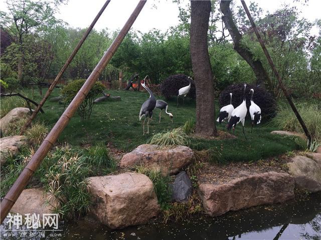 原来，华南虎和丹顶鹤也是上海“土著”？快去今天开放的上海动物园乡土动物区探个究竟-4.jpg