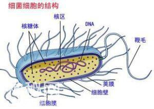 怎么治疗糖尿病足？细菌分析很重要，这种超级细菌要早处理。-5.jpg