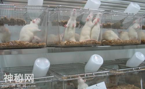 怎么治疗糖尿病足？细菌分析很重要，这种超级细菌要早处理。-6.jpg