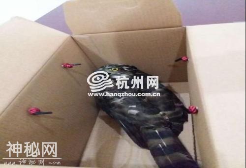 前脚送走猎隼 后脚迎来广花蛇 动物们缘何痴迷杭州-3.jpg