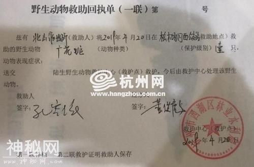 前脚送走猎隼 后脚迎来广花蛇 动物们缘何痴迷杭州-2.jpg