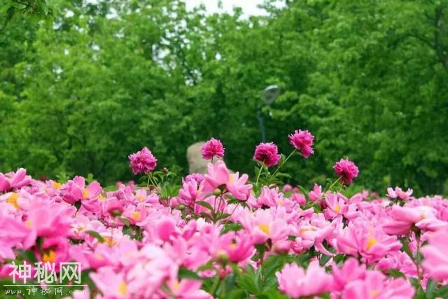 玉兴镇凡龙花千谷第二届民俗赏花节开幕式提前啦！！4月9日我们不见不散！-7.jpg