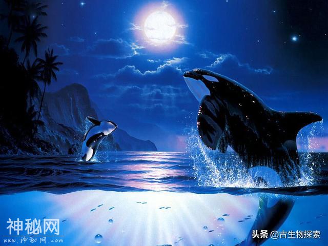 世界地球日：你知道海洋中最聪明的动物是谁吗？-2.jpg