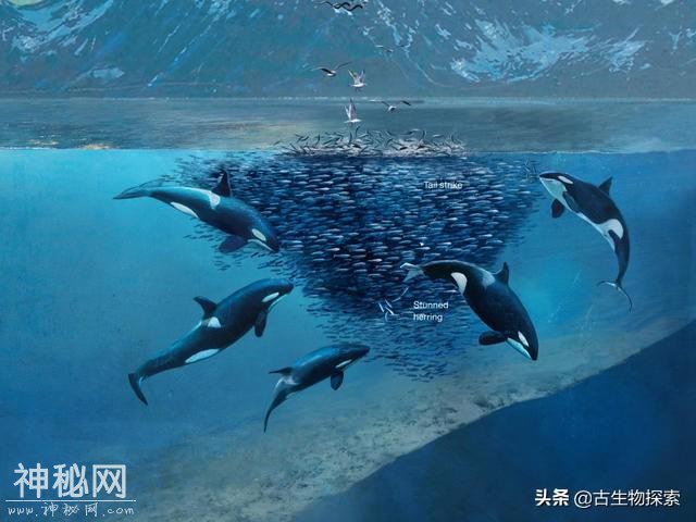 世界地球日：你知道海洋中最聪明的动物是谁吗？-7.jpg