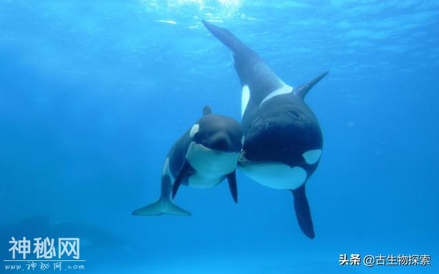 世界地球日：你知道海洋中最聪明的动物是谁吗？-6.jpg