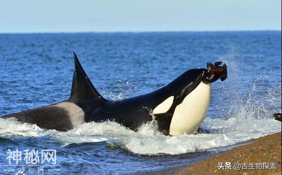 世界地球日：你知道海洋中最聪明的动物是谁吗？-10.jpg