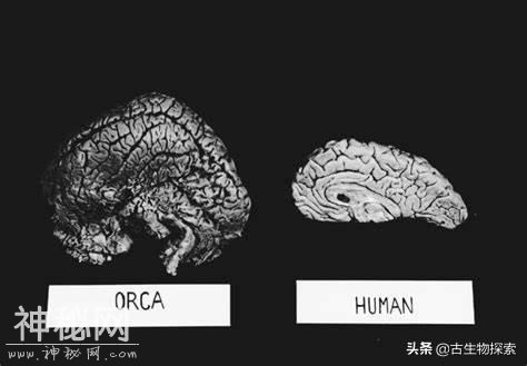 世界地球日：你知道海洋中最聪明的动物是谁吗？-13.jpg