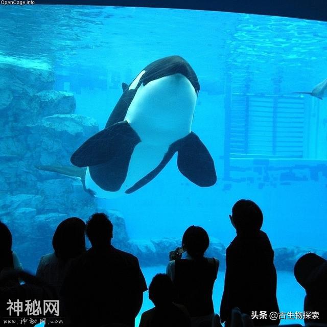 世界地球日：你知道海洋中最聪明的动物是谁吗？-16.jpg