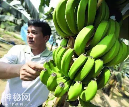 网传“吃香蕉、西瓜、青菜、鱼感染h7n9病毒死亡”系老谣言-8.jpg