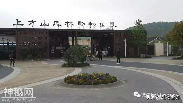 孤独的斑鳖-2.jpg
