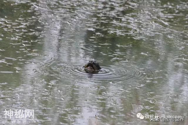 孤独的斑鳖-5.jpg