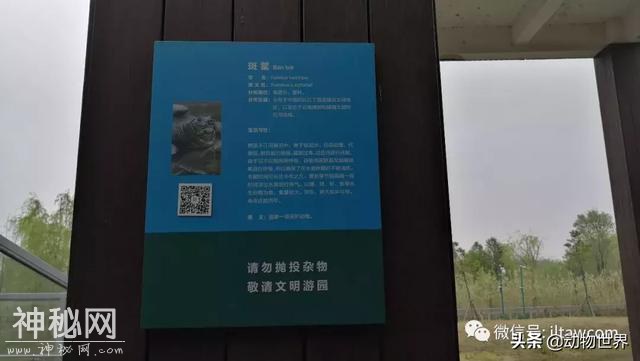 孤独的斑鳖-3.jpg