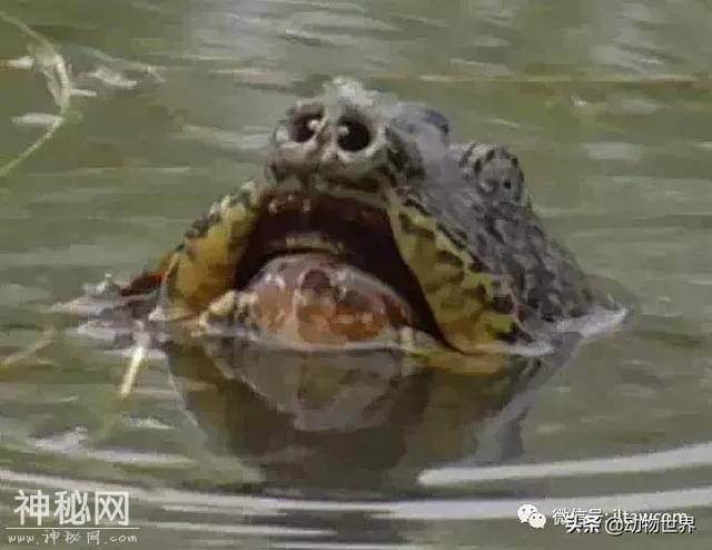 孤独的斑鳖-6.jpg