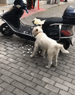 爆笑GIF：按部就班的工作就行了，你非得在老员工面前搞笑吗？-5.jpg