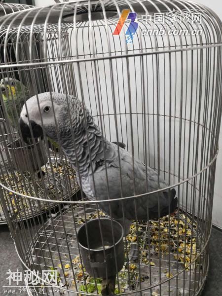 这些“普通动物”都是隐藏的“王者” 买卖时要看准了-1.jpg