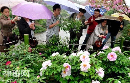 敢不敢打个赌，这些谷雨风俗你知道几个？-5.jpg
