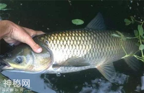 鲤春病毒病防治：了解病鱼症状，采取合理的防治措施-4.jpg