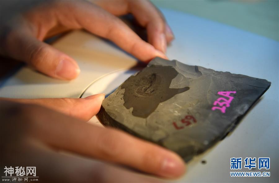 探寻5亿年前“生命大爆炸”之奥秘——中国科学家发现寒武纪“化石宝库”清江生物群纪实-8.jpg