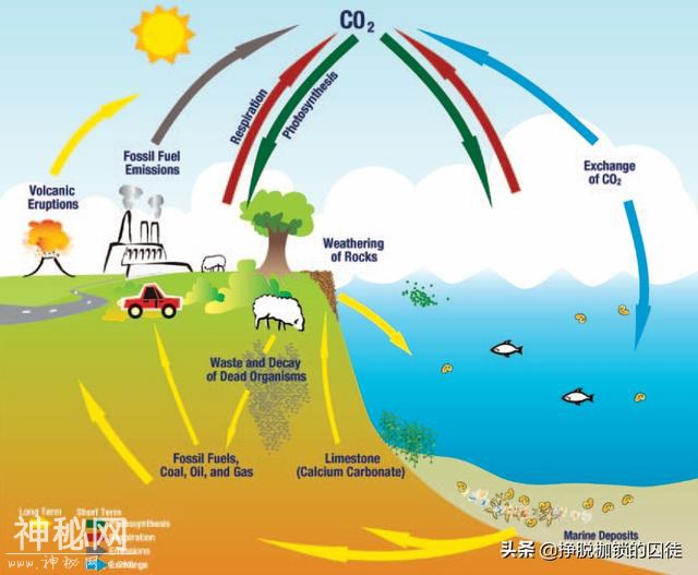 地球生物经过了亿万年的演化，为什么没有进化出抗火的高级能力？-5.jpg