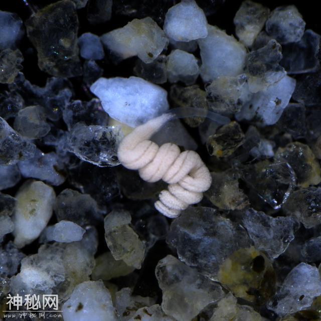 科学揭开神秘生物，没有嘴或肠，但生活超过了5亿年，咋回事？-1.jpg