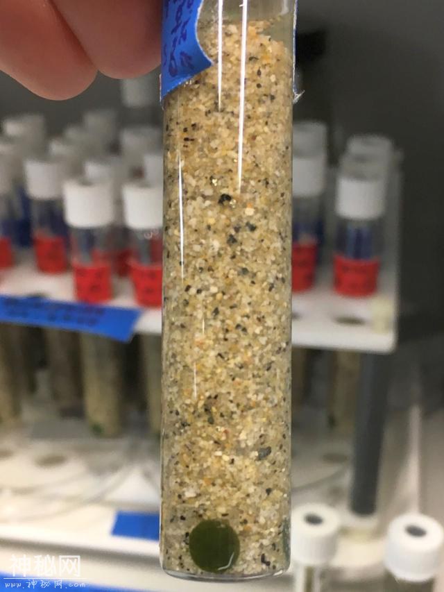 科学揭开神秘生物，没有嘴或肠，但生活超过了5亿年，咋回事？-4.jpg