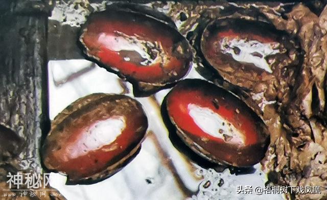难以想像的考古发现：古代知情盗墓者将下葬不久的女尸拖出棺外-7.jpg
