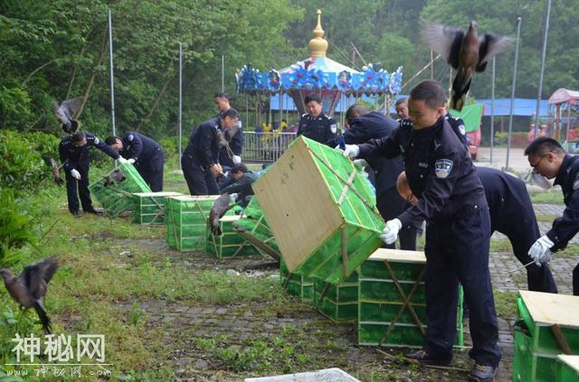今天，900余只非法运输贩卖的野生动物给予放生！-6.jpg