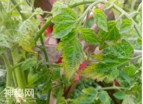 快速识别真菌、细菌、病毒、生理性病害，秒变农技师！-6.jpg