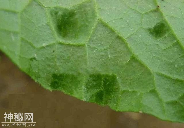 快速识别真菌、细菌、病毒、生理性病害，秒变农技师！-8.jpg