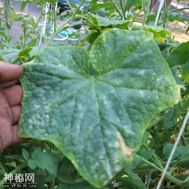 这药打上就见效，农民手里的“杀菌王”真菌、细菌、病毒病都管用-4.jpg